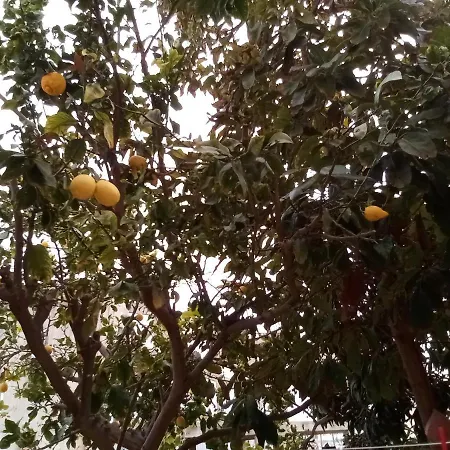 Patio *